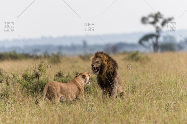 Male and female lion growling at each other
