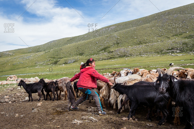 Altai Mountains, Mongolia - July 16, 2016: Kazakh girl herding goats