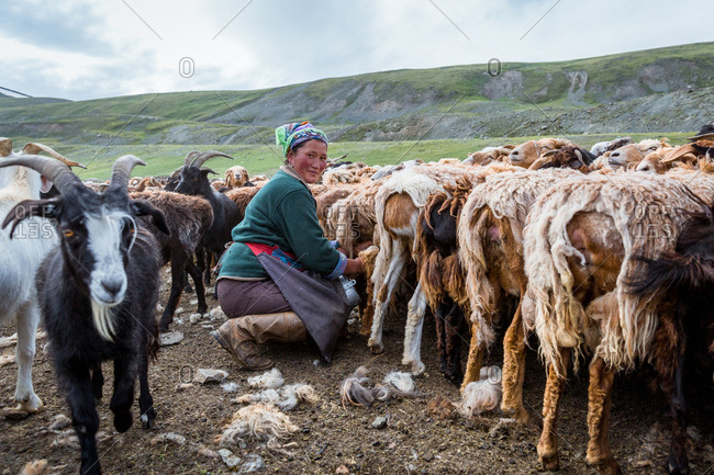 Altai Mountains, Mongolia - July 16, 2016: Kazakh woman milking goats and sheep