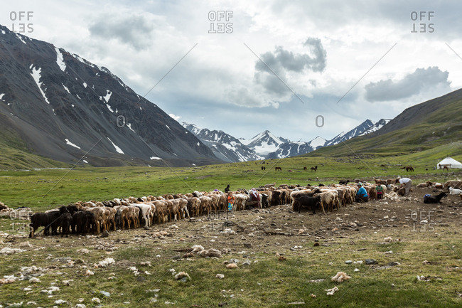 Altai Mountains, Mongolia - July 16, 2016: Sheep and goats being milked in valley