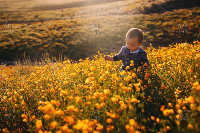 Baby boy walking through a field of wildflowers