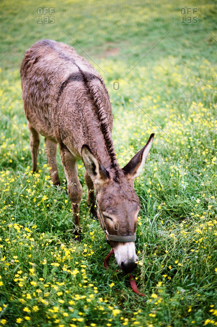 A donkey grazing in a flower field