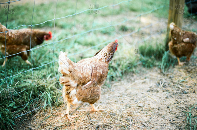 Chickens roaming on a farm