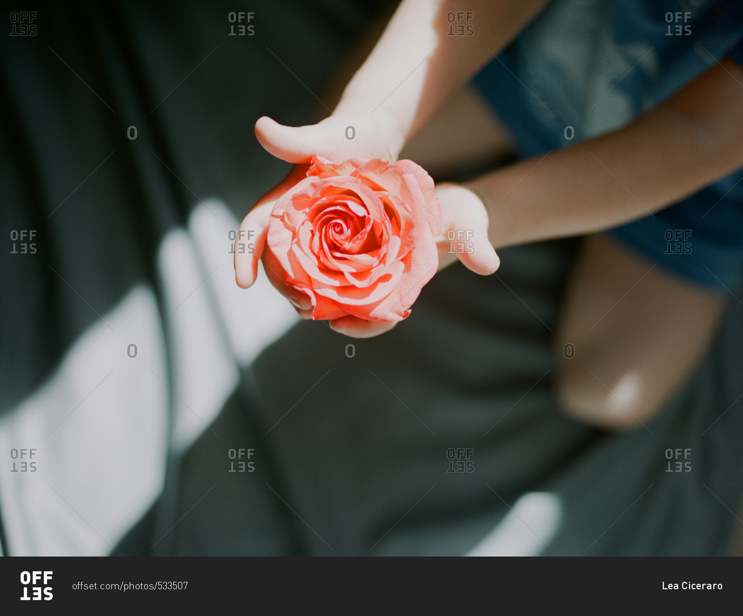 Small child holding a pink rose in outstretched arms