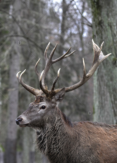 Red deer (Cervus elaphus) in the middle of a forest. Adult with big horns.
