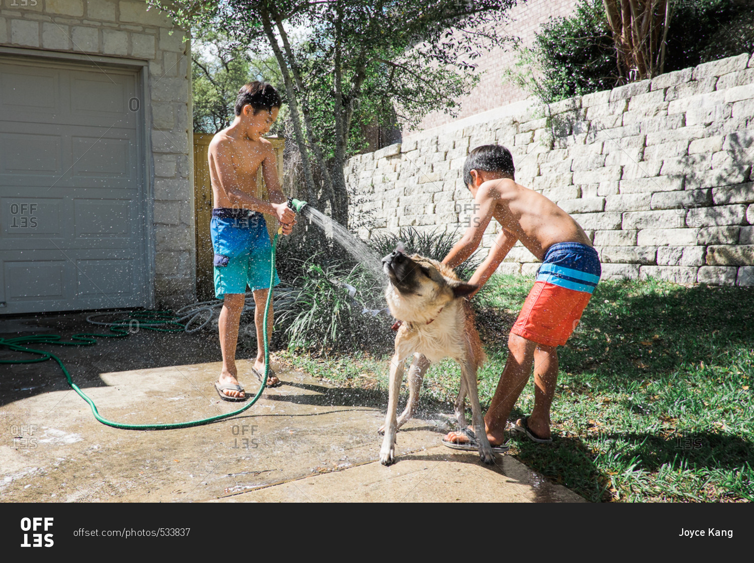 Two boys washing dog with hose stock photo OFFSET