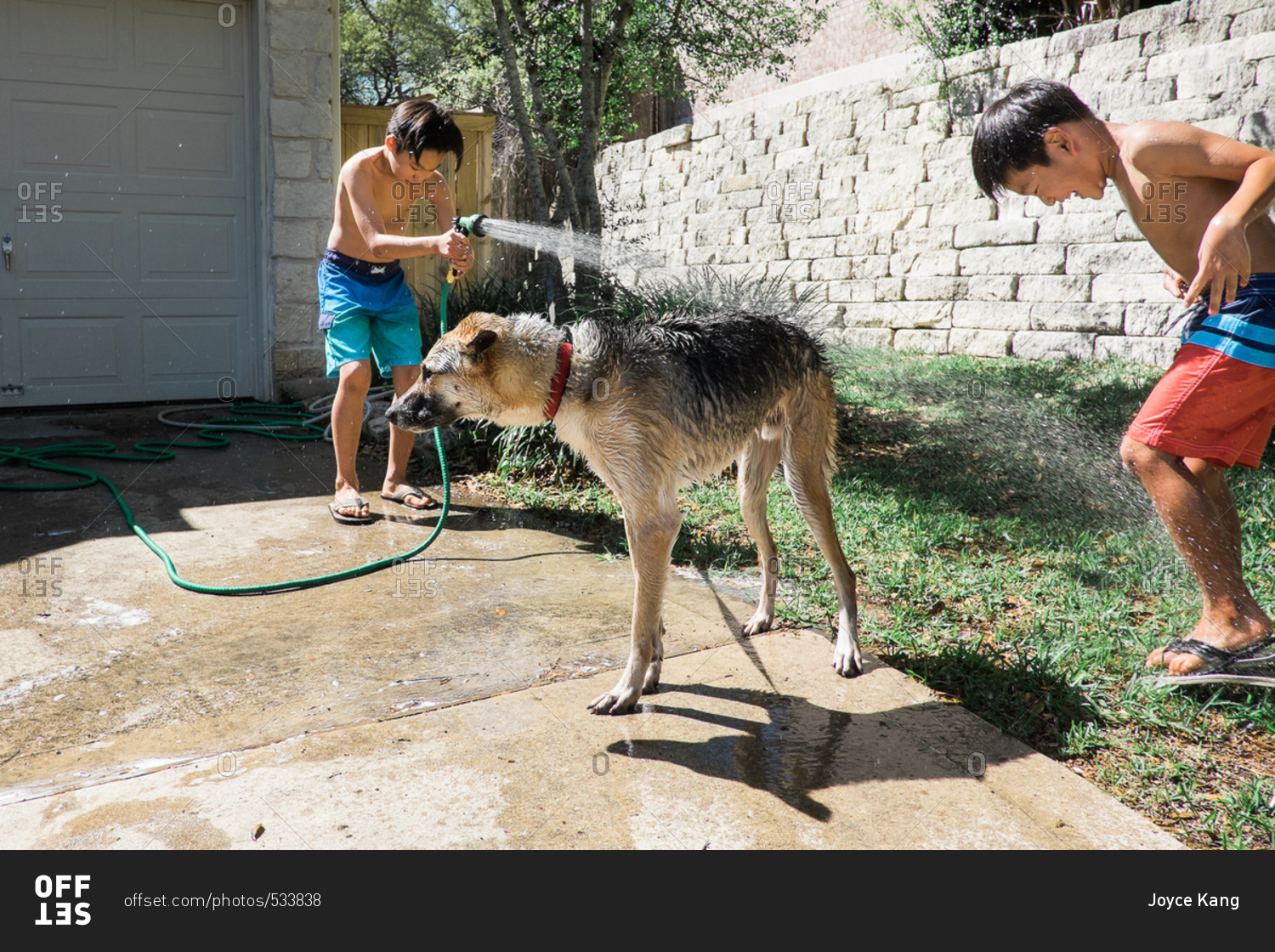 Brothers washing dog with hose stock photo OFFSET