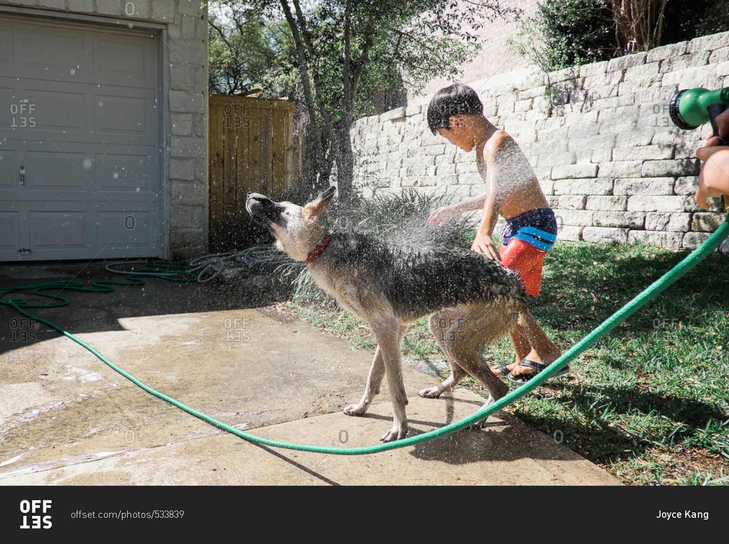 Boys washing dog with hose stock photo OFFSET