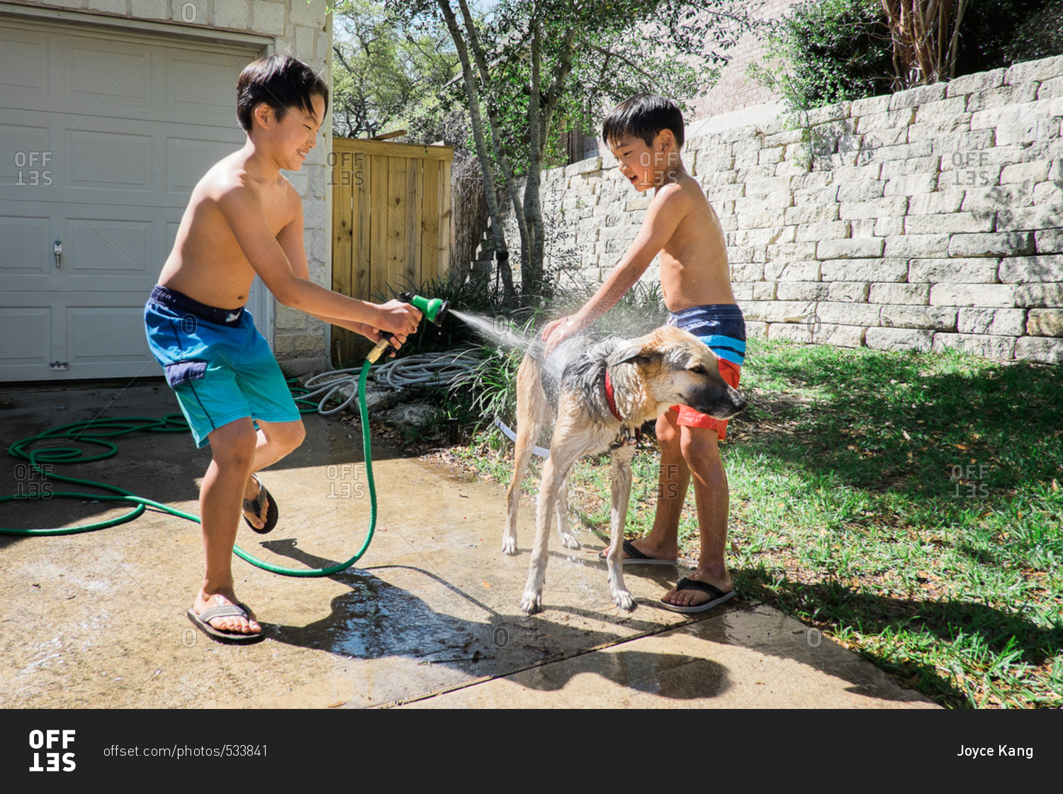 Two young boys washing dog with hose stock photo OFFSET