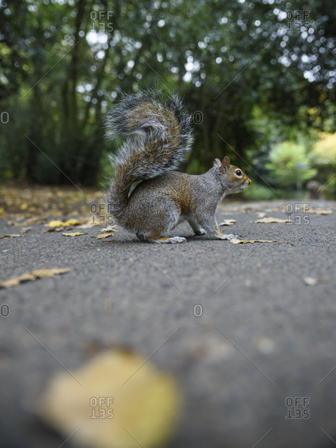 Squirrel walking on ground in a park
