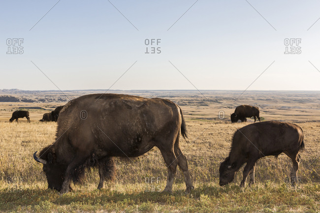Bison grazing in grassy remote field, Badlands National Park, South Dakota, United States