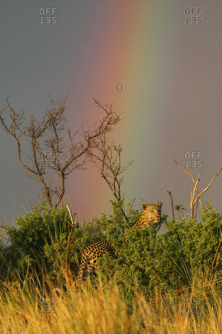 Rainbow over leopard standing in bush