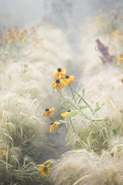 Wilting yellow flowers in a foggy field in autumn