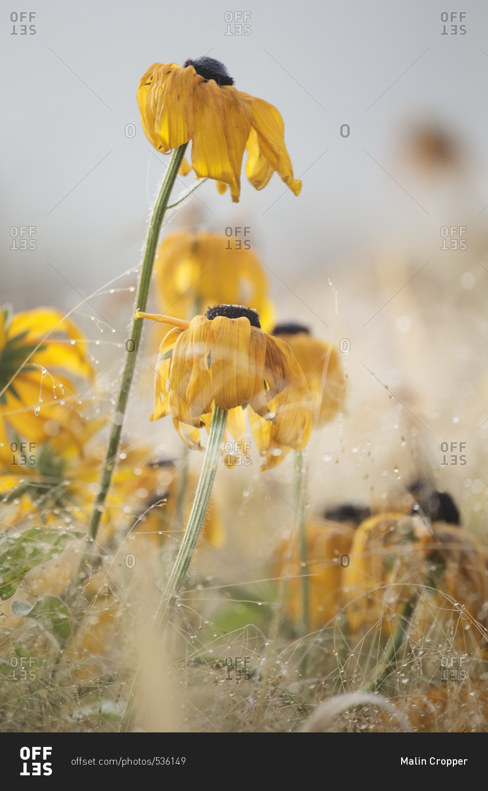 Close up of yellow flowers in a foggy field in autumn
