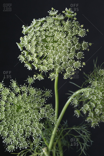Queen Anne's Lace close up