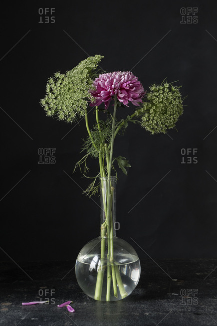 Chrysanthemum with Queen Anne's Lace in a vase