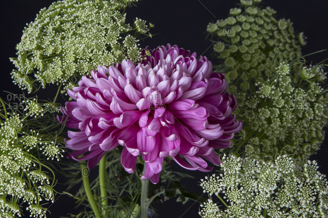 Chrysanthemum with Queen Anne's Lace close up