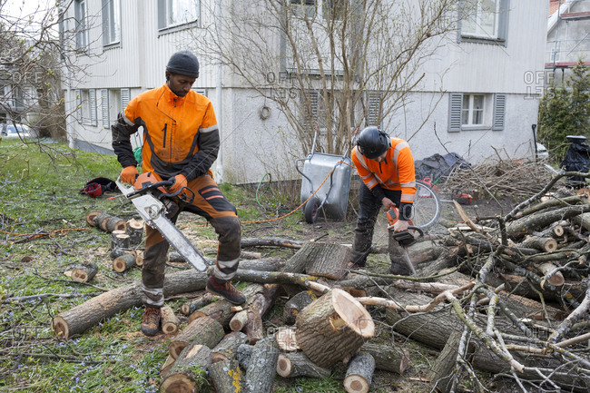Sweden, Sodermanland, Arborists cutting logs