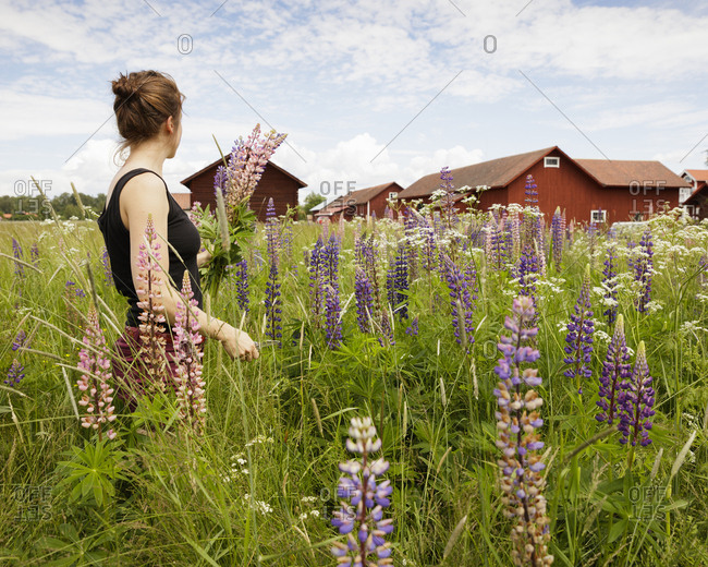 Sweden, Dalarna, Mora, Mid adult woman holding bunch of lupine flowers