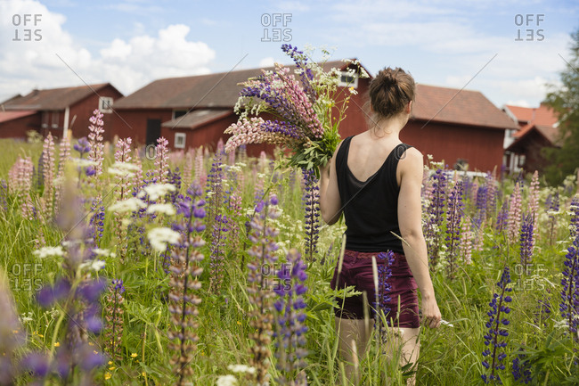 Sweden, Dalarna, Mora, Mid adult woman holding bunch of lupine flowers