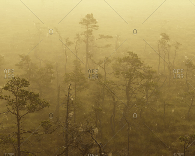 Sweden, Smaland, Store Mosse National Park in fog