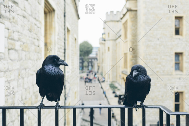 UK, England, London, Ravens (Corvus corax) on railing at Tower of London