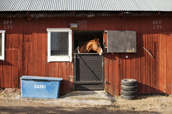Sweden, Uppland, Faringso, Horse locked in stable