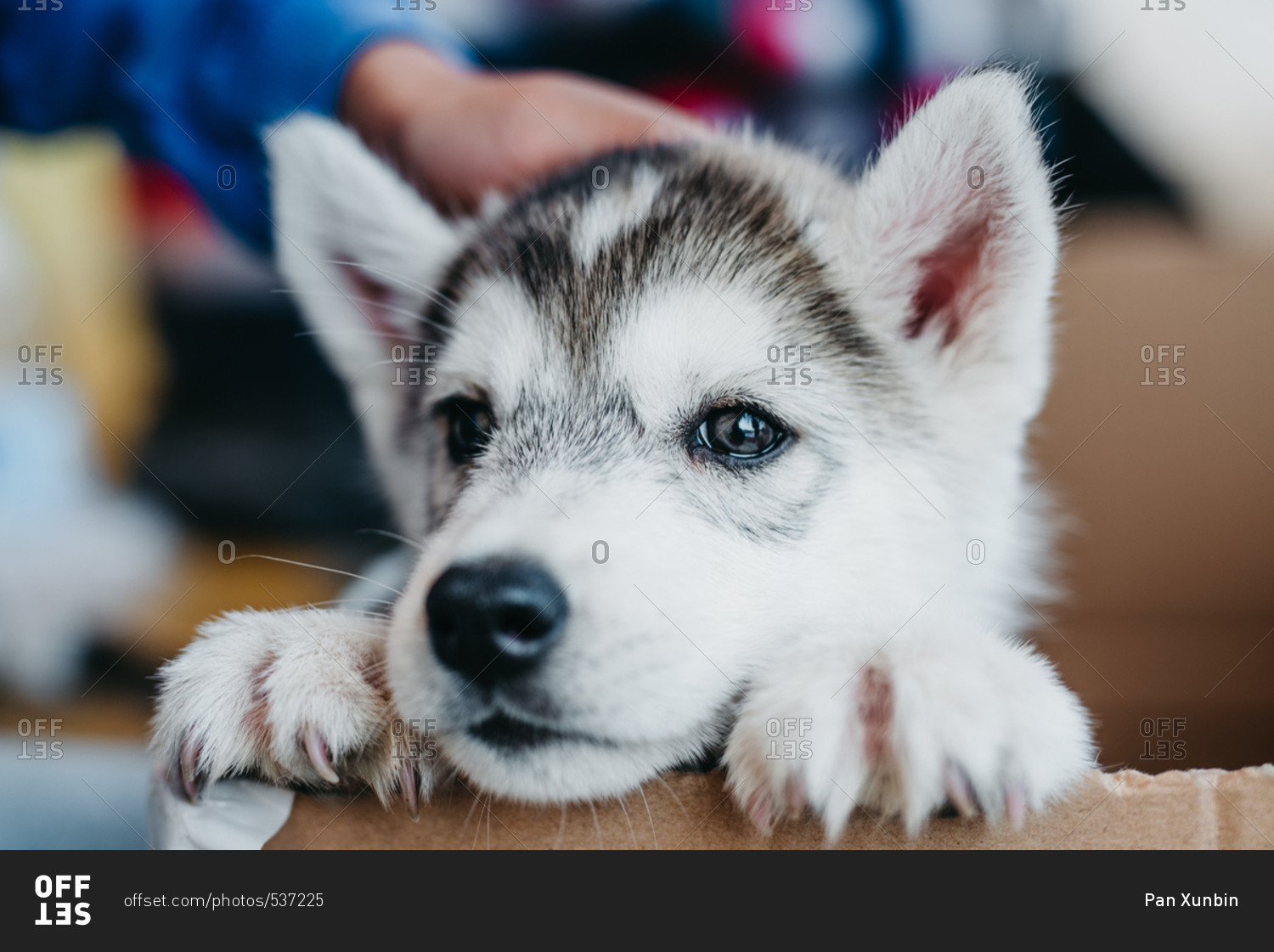 httpsphotosbaby alaskan malamute dog 537225