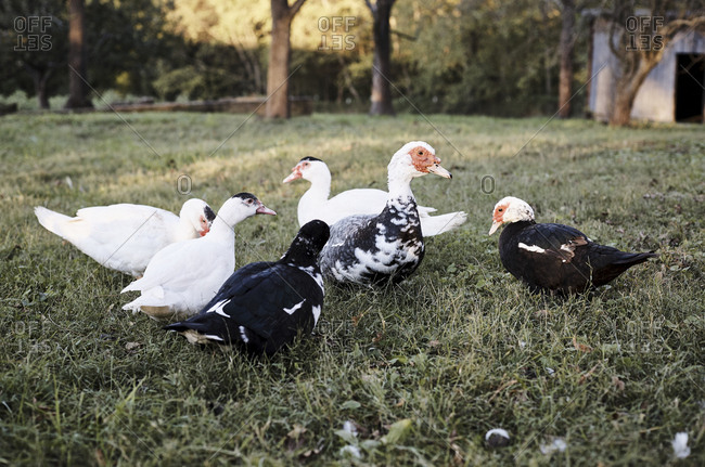 Flocks of ducks on grass at farm