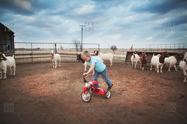 Boy riding tricycle in a goat pen