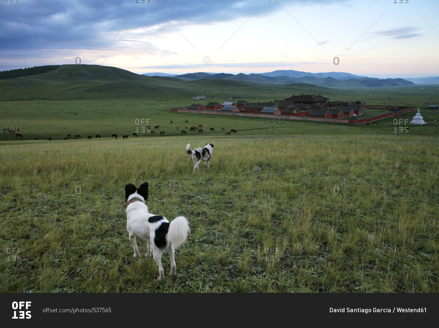 Mongolia - Selenge province - dogs on meadow and Amarbayasgalant monastery