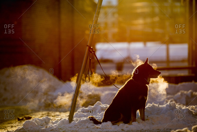Dog tied to pole