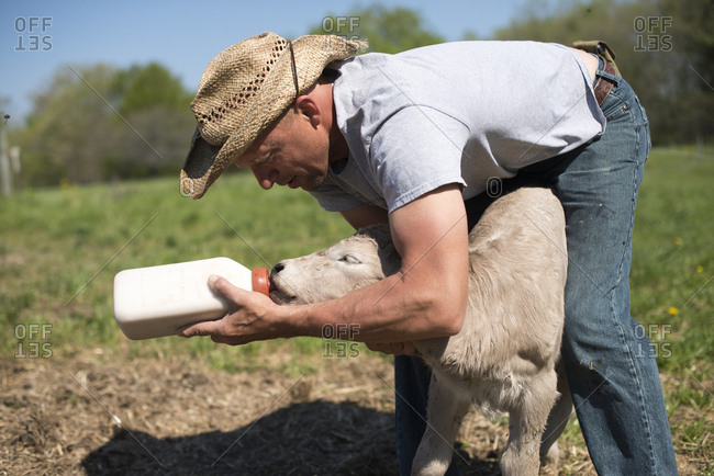 A farmer feeding a calf