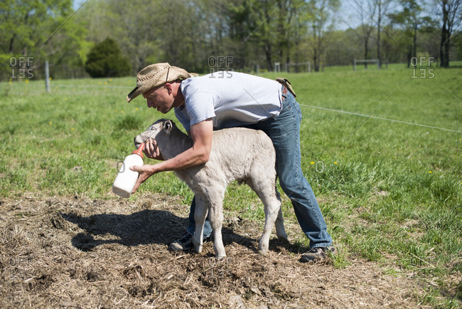 Farmer feeding a calf