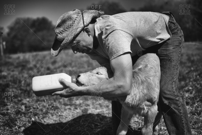 Farmer feeding calf with bottle