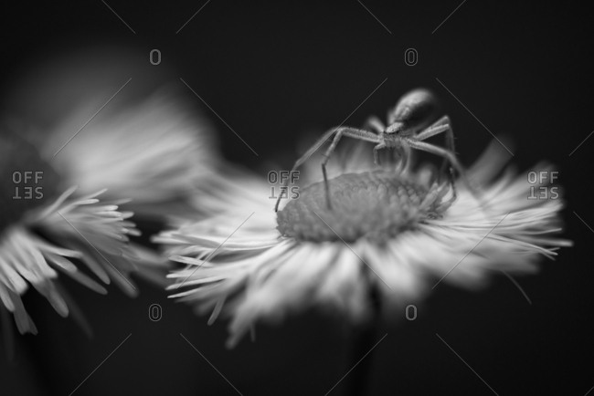 A spider on flower