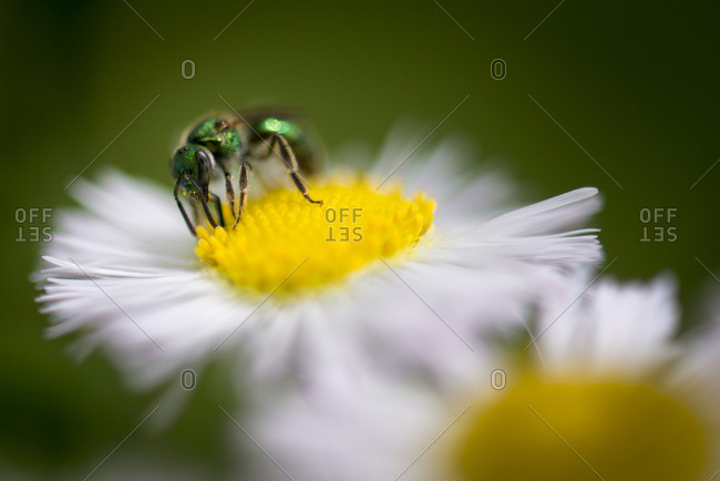 A bee on a flower