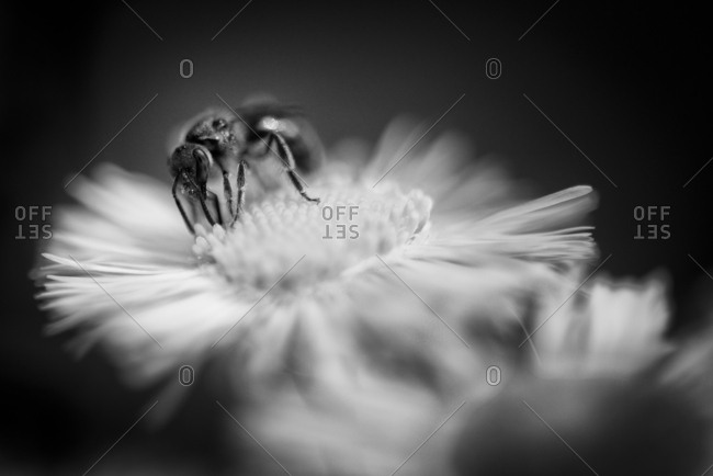 A bee on top of a flower