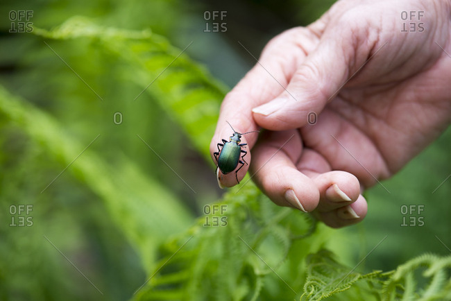 Green beetle on a hand