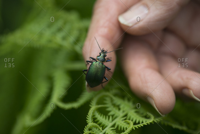 A green beetle on a hand