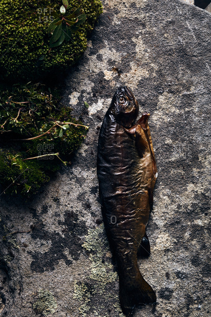 Cooked trout by moss and charred wood