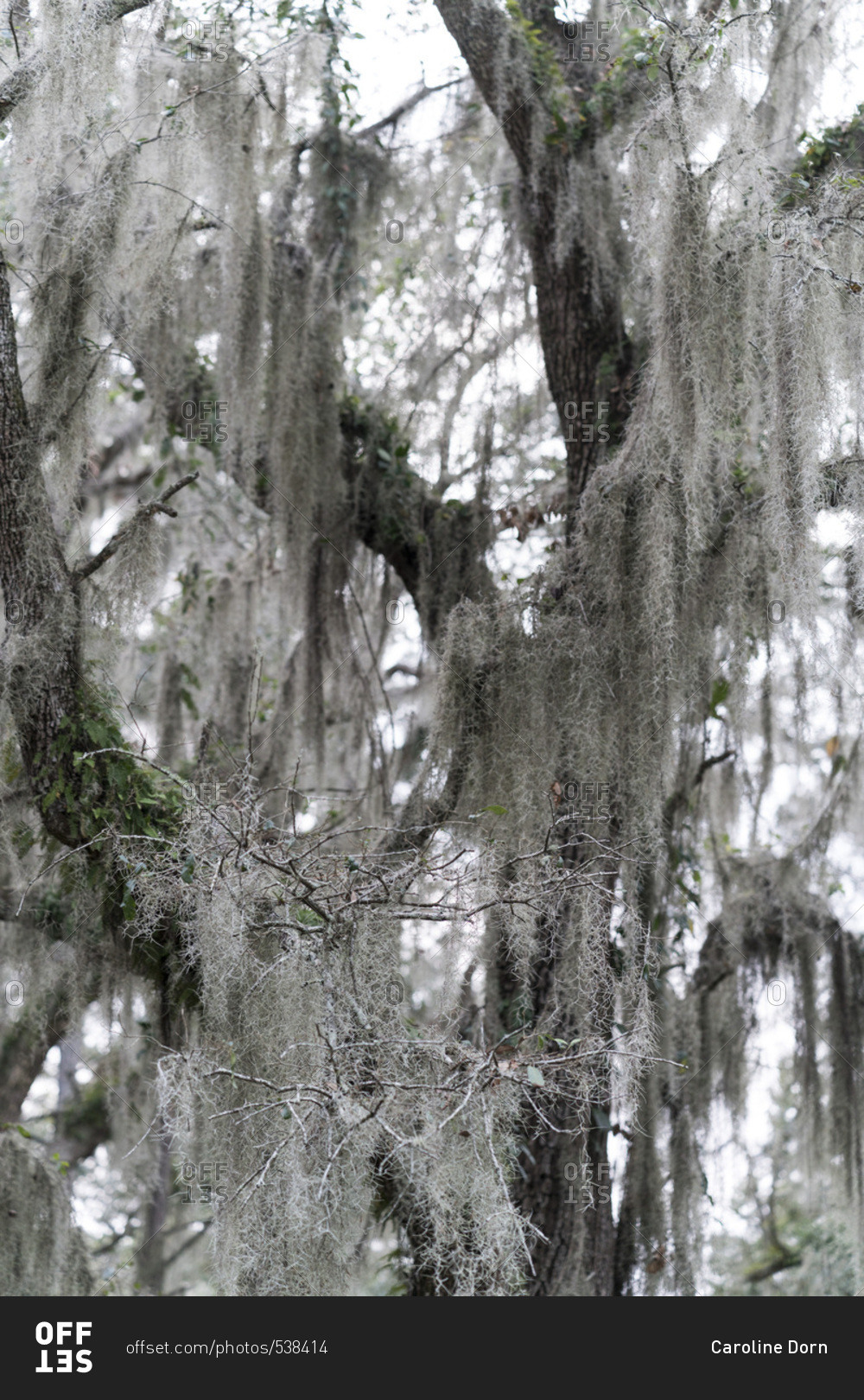 Spanish moss growing on a tree stock photo OFFSET