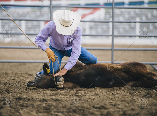 Caucasian cowboy tying cattle in rodeo
