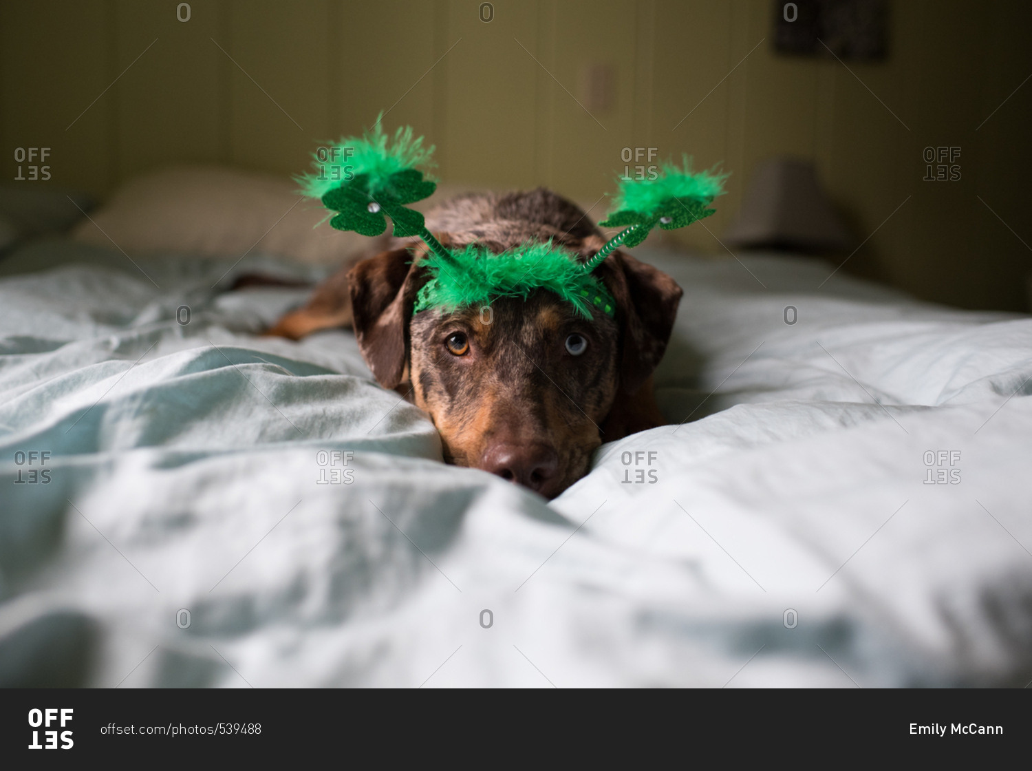 Dog on bed wearing green headband