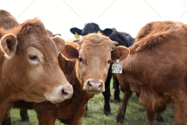 Cattle with numbered ear tags standing in a field