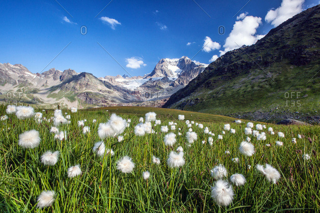 9,909 Cotton Field Stock Photos, High-Res Pictures, and Images - Getty  Images