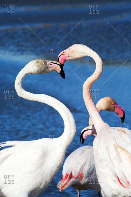 Parc Ornithologique de Pont-de-Gau, Pink Flamingo