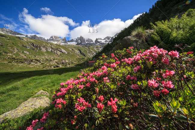 Rhododendrons in Porcellizzo valley, in the background Badile peak and Cengalo peak, Val Masino