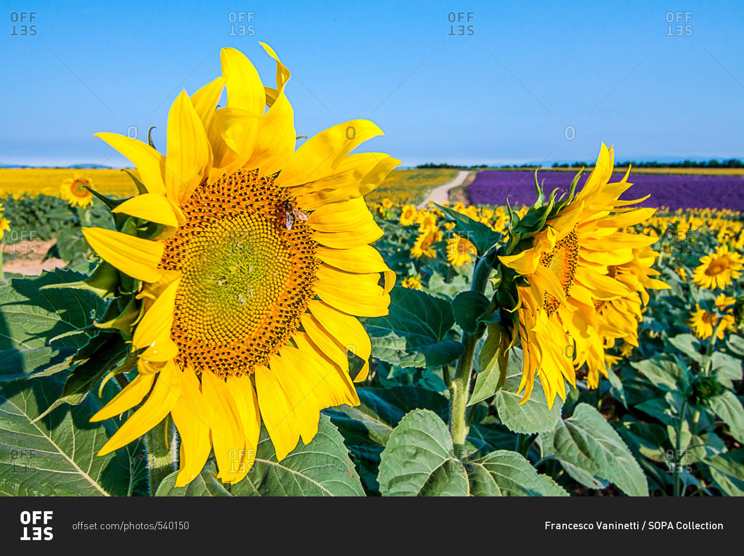 Plateau of Valensole, sunflowers