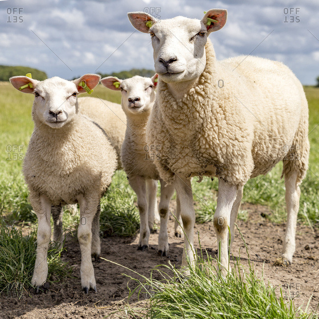 Sheep in Texel - Offset Collection